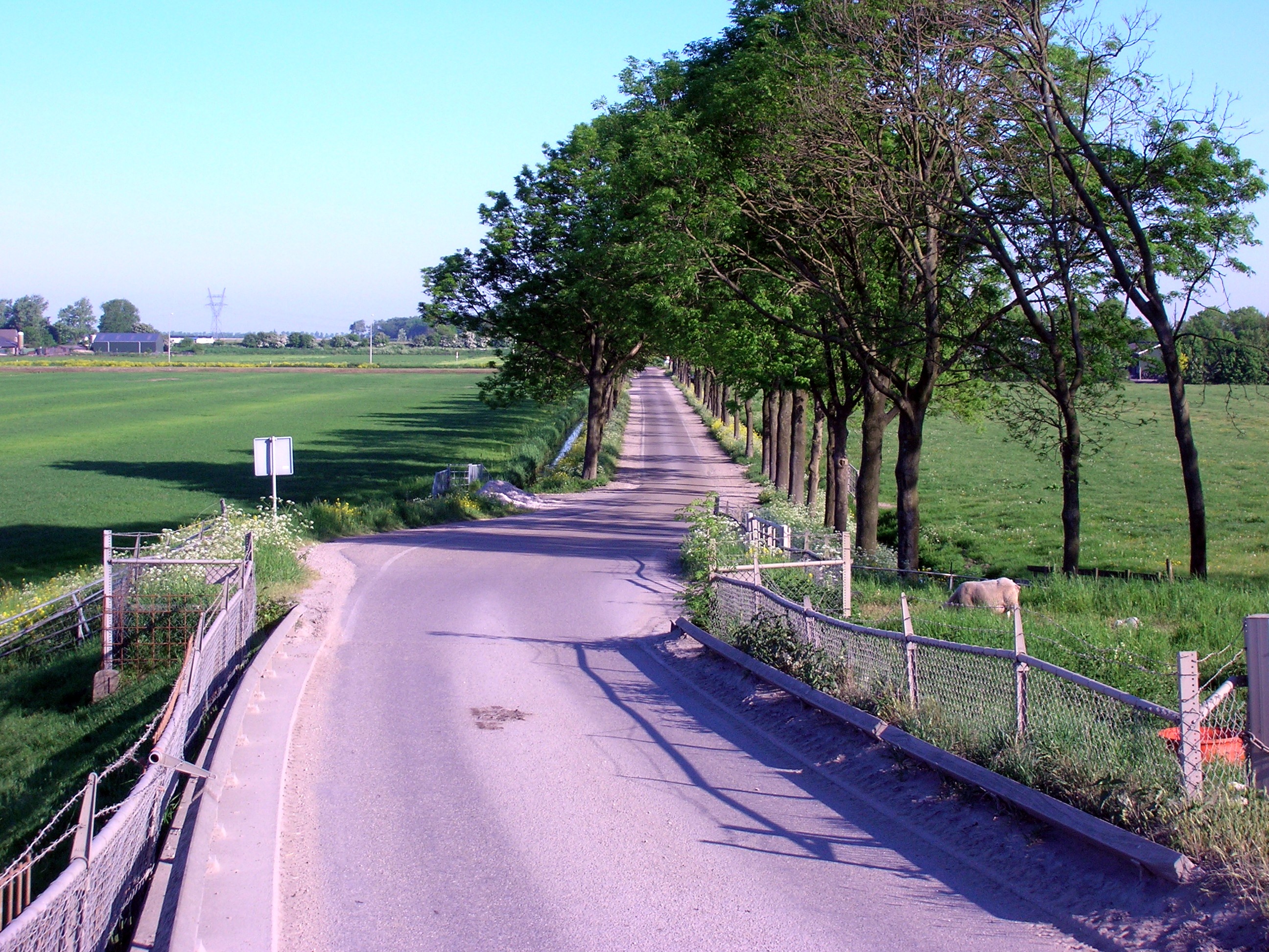 essenlaan in de Broekermeer